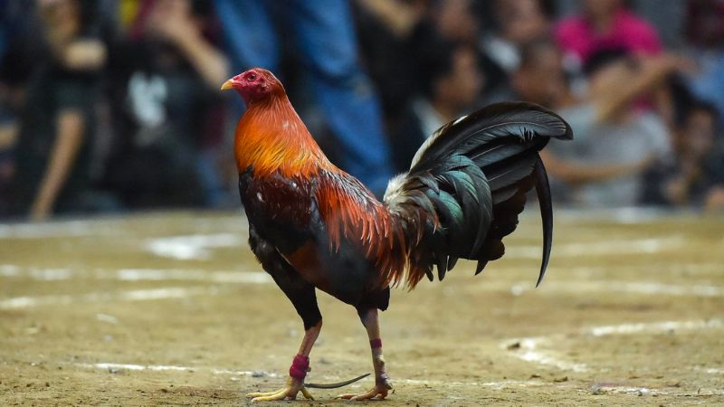 Chiến kê Nam Mỹ gọi tên gà Peru