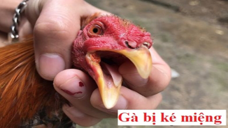 Bệnh gà ké miệng là một loại bệnh rất thường gặp ở gà