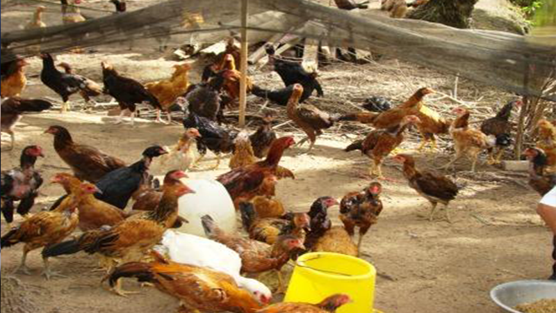Xây dựng một chế độ dinh dưỡng thích hợp giúp gà khỏe mạnh hơn