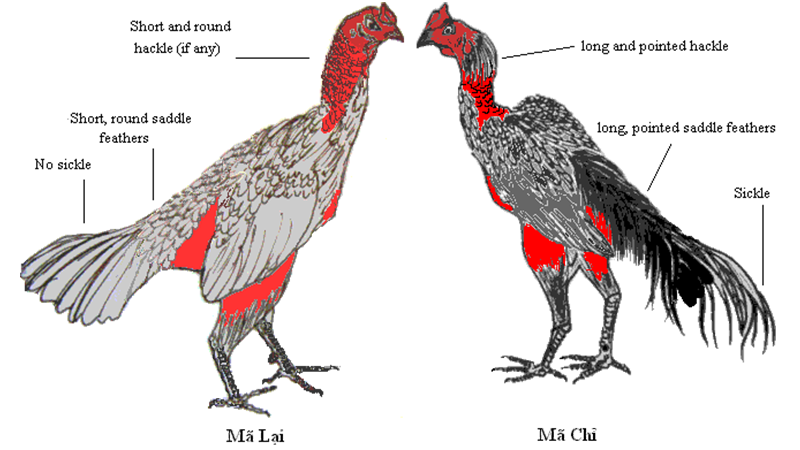 Xem tướng gà đá thường phải dựa vào nhiều bộ phận trên cơ thể gà để đánh giá