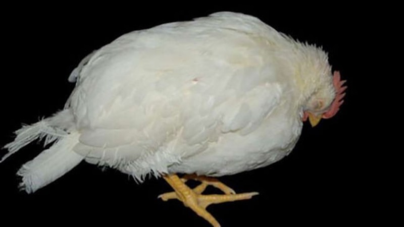 Phương thức và cơ chế gà bị bệnh lắc đầu 