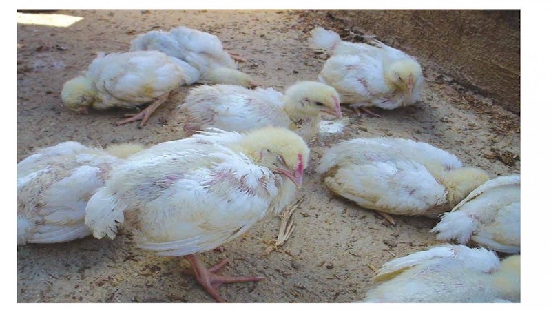 Cách phòng ngừa GUM dành cho gà hiệu quả 