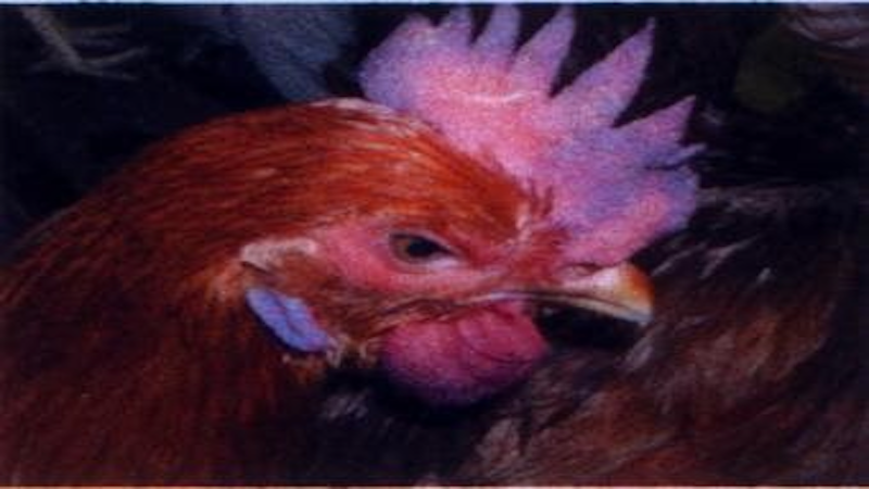 Các phương pháp phòng ngừa bị tím mồng ở gà