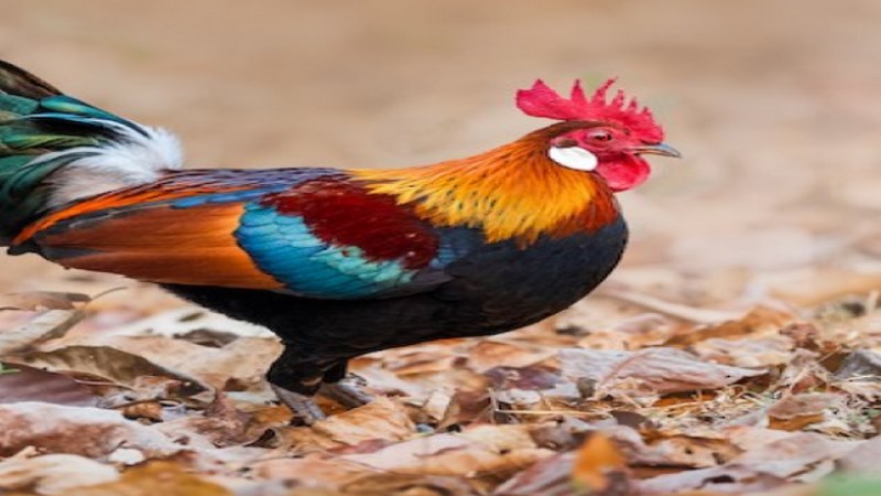 Lông của gà trống là sự kết hợp giữa màu đỏ và màu đen