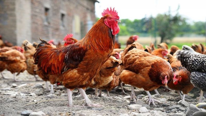 Triệu chứng bệnh tích của gà bị mắc bệnh newcastle như thế nào?